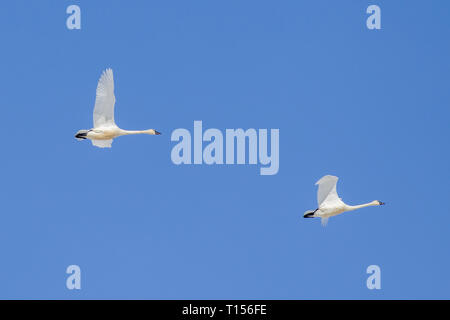 Due cigni sibilo di volare in alto nel luminoso cielo blu nel nord Idaho. Foto Stock