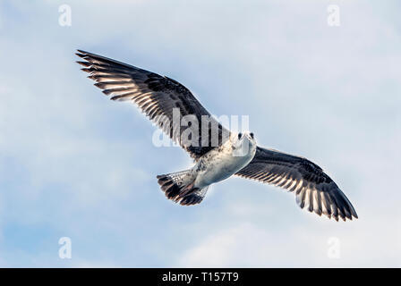 Istanbul, Turchia, 3 Maggio 2014: Seagull a sky Foto Stock