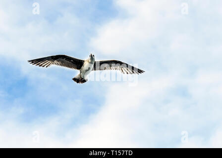 Istanbul, Turchia, 3 Maggio 2014: Seagull a sky Foto Stock