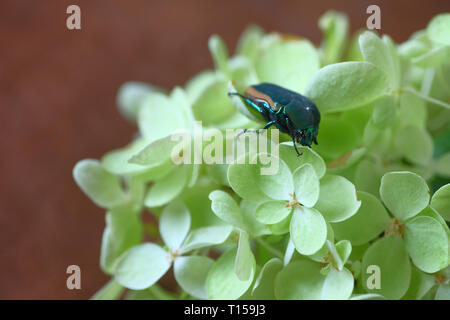 Un colore scuro su insetto verde pallido fiori Foto Stock