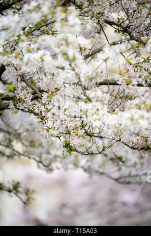 La fioritura dei ciliegi fioriscono a Londra Foto Stock
