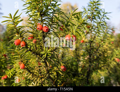 Il Taxus baccata (European yew) sparare con coni maturi Foto Stock