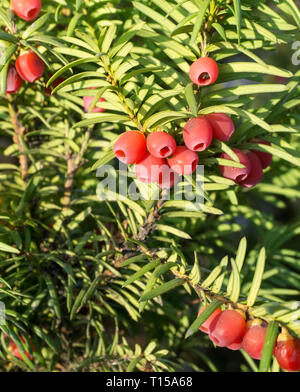 Il Taxus baccata (European yew) sparare con coni maturi Foto Stock