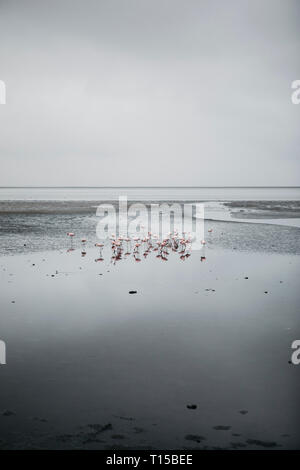 La Namibia, Walvis Bay, fenicotteri in mare Foto Stock