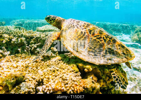 Australia, Queensland, della Grande Barriera Corallina, verde tartaruga embricata Foto Stock
