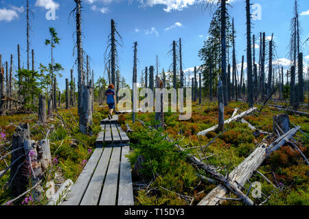 In Germania, in Baviera, Bassa Baviera, vicino Frauenau, Foresta Bavarese, esperienza Hochschachten percorso Foto Stock