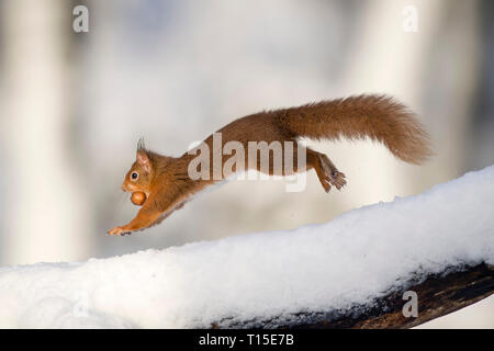 Jumping Eurasian scoiattolo rosso con il dado in inverno Foto Stock