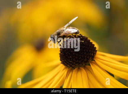 Drone fly,Eristalis tenax, su coneflower Foto Stock