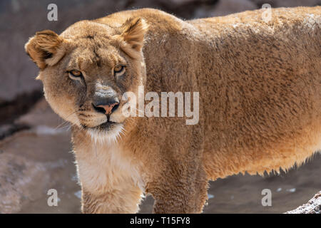 Leonessa (Panthera leo) presso lo Zoo di Albuquerque è elencato come vulnerabili Foto Stock