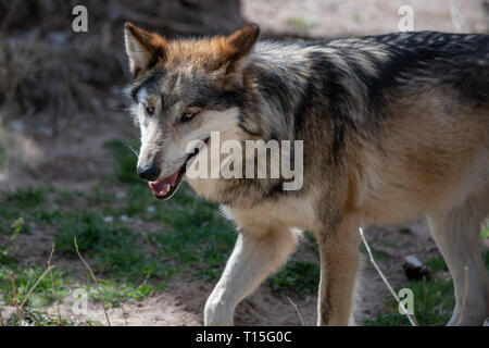 Lupo messicano (Canis lupus baileyi) presso lo Zoo di Albuquerque sono classificate come minacciate di estinzione. Foto Stock