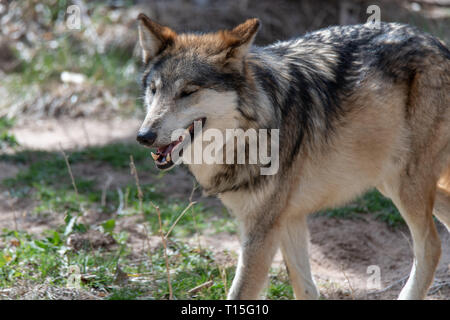 Lupo messicano (Canis lupus baileyi) presso lo Zoo di Albuquerque sono classificate come minacciate di estinzione. Foto Stock