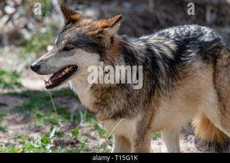 Lupo messicano (Canis lupus baileyi) presso lo Zoo di Albuquerque sono classificate come minacciate di estinzione. Foto Stock