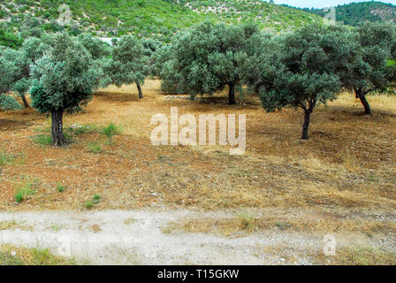 Bodrum, Turchia, 28 Maggio 2011: Olivi, al villaggio di Kizilagac Foto Stock