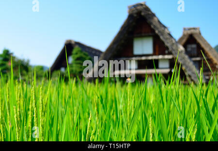 Antica giapponese di campi di riso Foto Stock