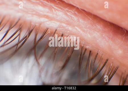 Super macro immagine della linea di ciglia e sopracciglia Foto Stock