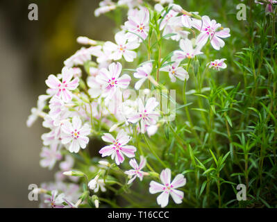 Phlox subulata "Candy stripe" (Creeping Phlox). Foto Stock
