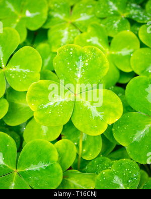 Oxalis oregana (redwood sorrel, Oregon oxalis, shamrock) presso i Giardini Butchart in Brentwood Bay, British Columbia, Canada. Foto Stock