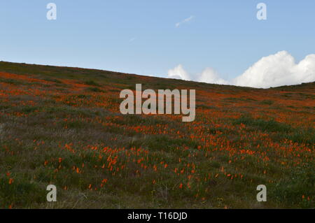 Un'ampia vista della fioritura della Antelope Valley in California, con macchie di fiori selvatici arancioni sparse su praterie aperte sotto nuvole scure e distanti Foto Stock