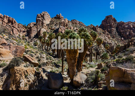 Il perso oasi di palme ha il più grande raggruppamento selvatici della California FAN PALMS (Washingtonia filifera) - Joshua Tree National Park, California Foto Stock