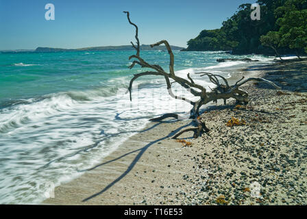 Albero morto cercando come un alieno di forma di vita sulla spiaggia Hobbs Tiritiri Matangi Island open riserva naturale, Nuova Zelanda. Foto Stock