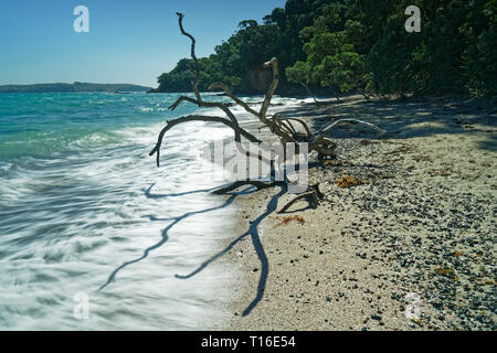 Albero morto cercando come un alieno di forma di vita sulla spiaggia Hobbs Tiritiri Matangi Island open riserva naturale, Nuova Zelanda. Foto Stock