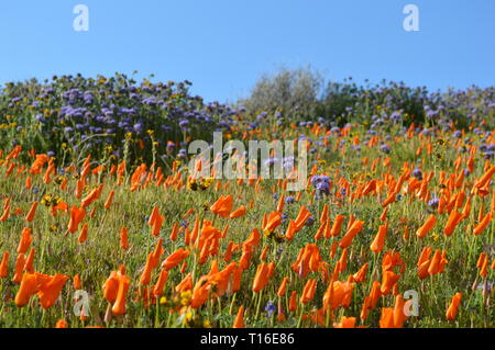 Papaveri arancioni della California e fiori selvatici viola coprono una collina durante una fioritura primaverile nell'Antelope Valley, California, sotto un cielo azzurro. Foto Stock