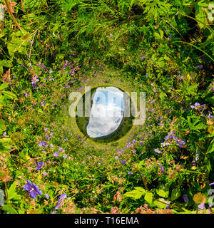 Campo di willow-tea in un giorno nuvoloso. Sferica a 360 gradi panorama VR. Minuscolo pianeta 360vr panorama. Foto Stock