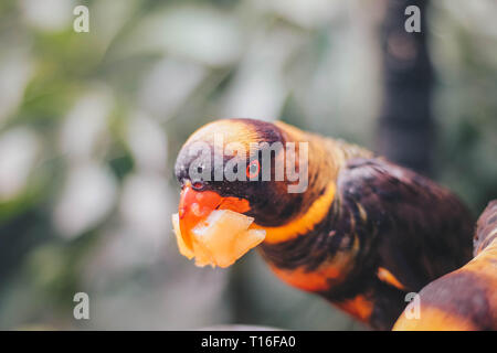 Close up Dusky amazzoni (Pseudeos fuscata) o nastrare Amazzoni o Nuri kelam con arancio e nero giù Foto Stock