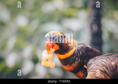 Close up Dusky amazzoni (Pseudeos fuscata) o nastrare Amazzoni o Nuri kelam con arancio e nero giù Foto Stock