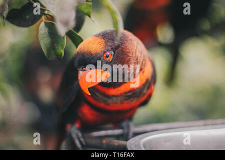 Close up Dusky amazzoni (Pseudeos fuscata) o nastrare Amazzoni o Nuri kelam con arancio e nero giù Foto Stock