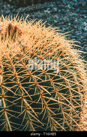 Primo piano verticale di una canna d'oro cactus con spike pruni in un deserto giardino, Echinocactus Grusonii, copia spazio per il testo Foto Stock