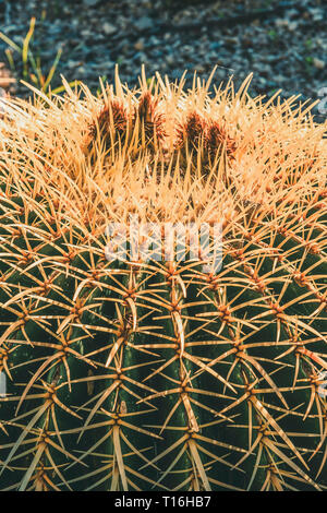 Primo piano verticale di una canna d'oro cactus con spike pruni in un deserto giardino, Echinocactus Grusonii, copia spazio per il testo Foto Stock