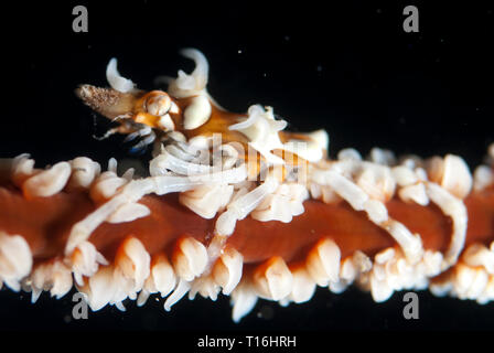 Granchio di Corallo del filo, Xenocarcinus tuberculatus, su Corallo Nero, Ordine di Alcyonacea, sito di immersione di Razzle Dazzle, Farondi, Raja Ampat, Papua Occidentale, Indonesia Foto Stock