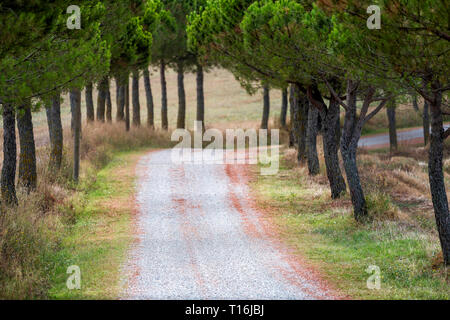 La sporcizia strada di ghiaia closeup a villa casa sulla fattoria idilliaco paesaggio pittoresco cipressi percorso di rivestimento in Val d'Orcia campagna in Toscana, Italia w Foto Stock