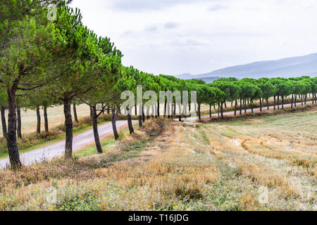 Strada sterrata per alloggiare in agriturismo cipressi percorso di rivestimento in Val d'Orcia campagna in Toscana con dolci colline Foto Stock