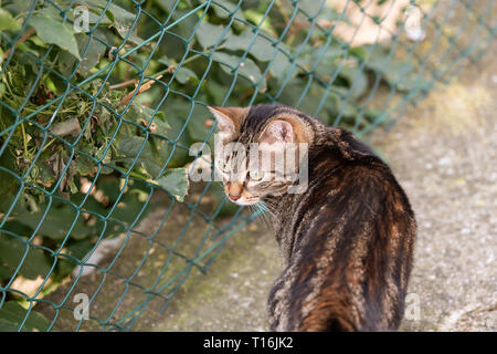 Stray tabby cat fur sulla strada da recinzione in Monticchiello Toscana, Italia park guardando indietro closeup Foto Stock