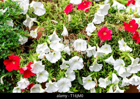 Monticchiello, Italia città o villaggio nella città toscana closeup del rosso e del bianco gloria di mattina vasi di fiori appesi decorazioni su giornata estiva con pattern Foto Stock