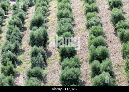 Alberi di olivo in Orchard Garden Grove vista aerea elevato angolo d'uccello in Val d'Orcia campagna in Toscana Italia con molte piante verdi plantation Foto Stock