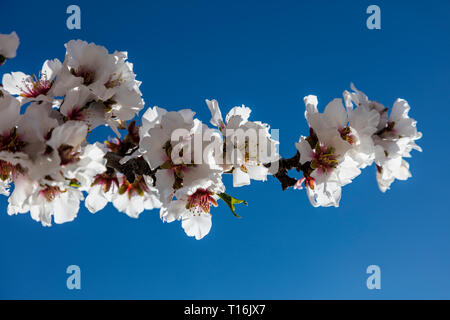 Mandorli in fiore - SAN JUAQUIN Valley, California Foto Stock