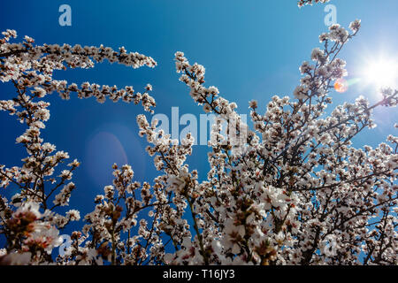 Mandorli in fiore - SAN JUAQUIN Valley, California Foto Stock