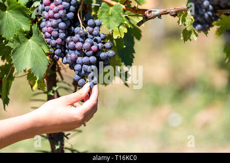 Primo piano della giovane donna mano toccando vigneto cantina uve grapevine foglie verde in Italia frutti pendenti Foto Stock