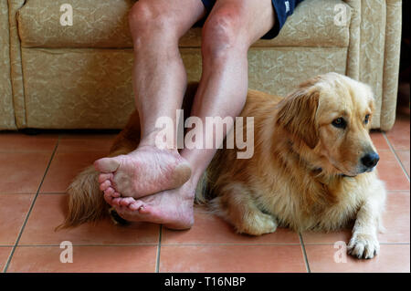 Un golden retriever guarda fuori, mentre giacenti presso il suo maestro i piedi Foto Stock