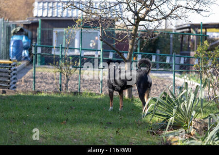 La Appenzeller Mountain cane è in piedi di distanza su un campo verde. Carino il cane di runaway Foto Stock