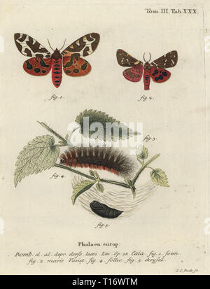 Giardino tiger moth o grande tiger moth, Arctia caja. Phalaena Caia. Handcolored incisione su rame di Johann Carl Bock da Eugenio Johann Christoph Esper Die Schmetterlinge in Abbildungen nach der Natur, Erlangen, 1786. Foto Stock