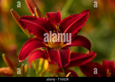 Hemerocallis Stafford o il giglio di giorno, sono caduche perenni Piante da giardino, con il rosso scuro fiori, strisce gialle e golden center Fioritura in estate. Foto Stock