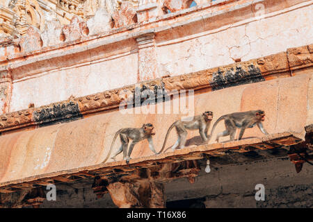 Le scimmie presso Sri Tempio Virupaksha in Hampi, India Foto Stock