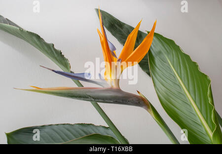 Strelitzia impianto indoor in fiore - uccello del paradiso fiore. Foto Stock