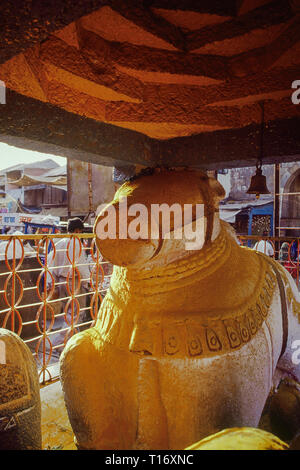 02-02-2001- devoti gettando il giallo curcuma onNandi statua. Al tempio Khandoba, Jejuri, Maharashtra, India Foto Stock