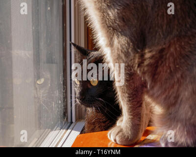 Black tabby cat looing dalla finestra con il grigio tabby in primo piano. Foto Stock