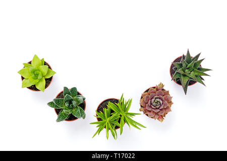 Piccoli vasi di piante succulente isolati su sfondo bianco. Il decor moderno. Foto Stock